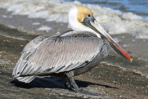 Brown pelican