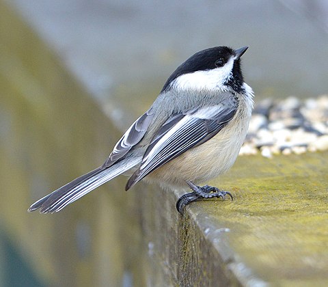 Black-capped chickadee