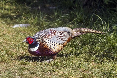 Ring-necked pheasant