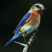 Eastern bluebird