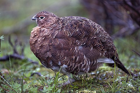 Willow ptarmigan